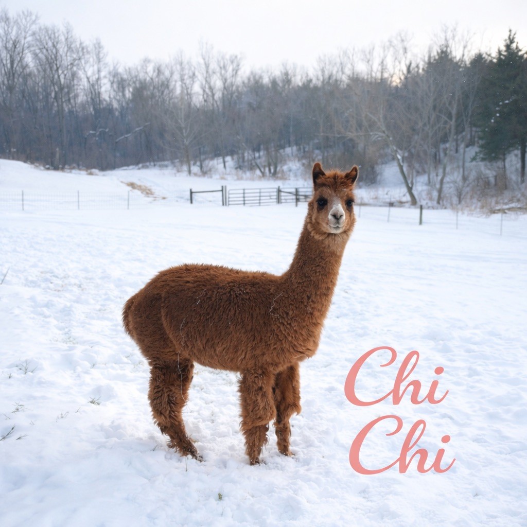 Chi Chi - Unproven Female at Count Your Blessings Farm